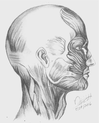 Anatomy face side_muscles