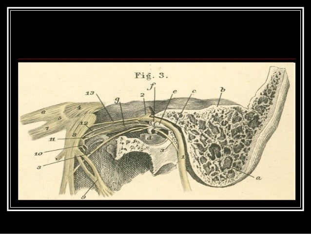 Anatomy facial nerve