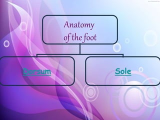 Anatomy
of the foot
Dorsum Sole
 