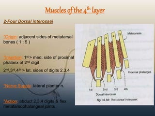 Anatomy Foot.ppt