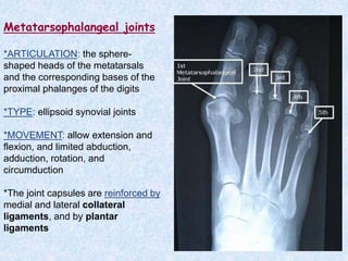 Anatomy Foot.ppt