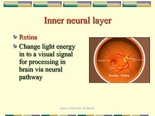 Inner neural layer Retina Change light energy in to a visual signal for processing in brain via neural pathway 