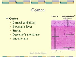 Cornea Cornea Corneal epithelium Bowman’s layer Stroma Descemet’s membrane Endothelium 