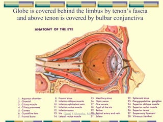 Globe is covered behind the limbus by tenon’s fascia and above tenon is covered by bulbar conjunctiva 