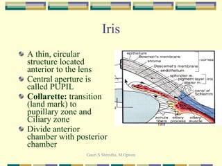 Iris A thin, circular structure located anterior to the lens Central aperture is called PUPIL Collarette:  transition (land mark) to pupillary zone and Ciliary zone Divide anterior chamber with posterior chamber 