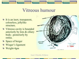Vitreous humour  It is an inert, transparent, colourless, jellylike structure. Vitreous cavity is bounded anteriorly by lens & ciliary body ; posteriorly by retina. Space of berger Wieger’s ligament Weight-4gm 