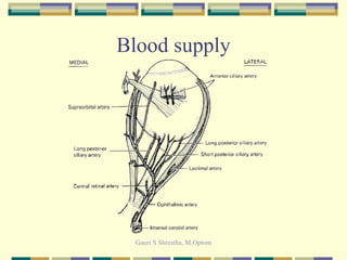 Blood supply 