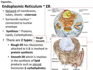 Anatomy for bsc-1forbsc nurse referrence | PPT