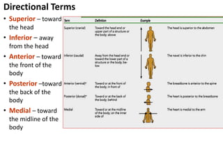 Anatomy for bsc-1forbsc nurse referrence | PPT