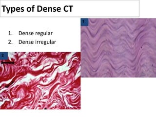 Dense Rectangular Anatomy for bsc-1forbsc nurse referrence | PPT