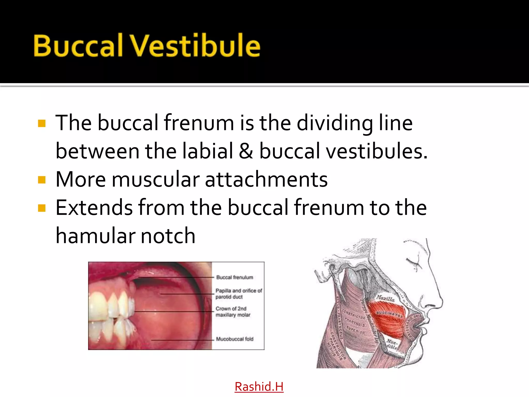  The buccal frenum is the dividing line
between the labial & buccal vestibules.
 More muscular attachments
 Extends from the buccal frenum to the
hamular notch
Rashid.H
 