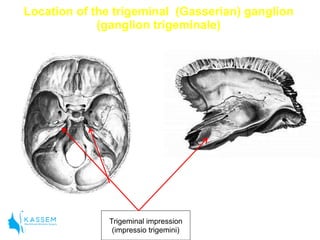 anatomy-for-local-anesthesia-pdf