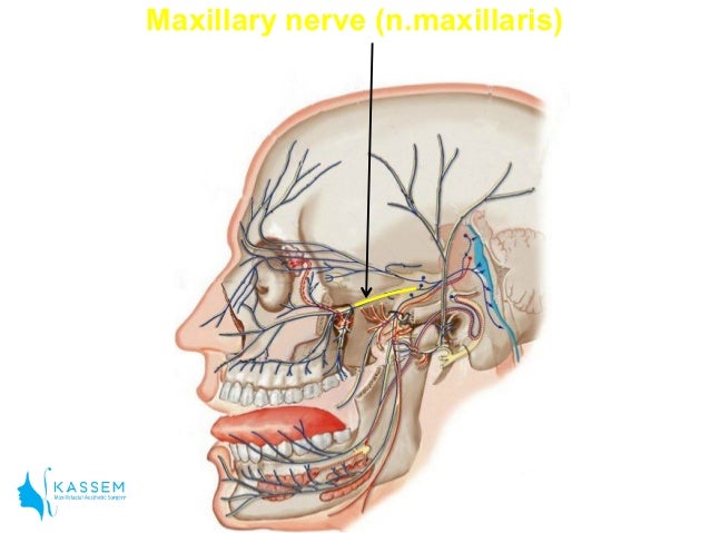 Anatomy for local anesthesia