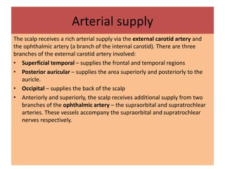 Arterial supply
The scalp receives a rich arterial supply via the external carotid artery and
the ophthalmic artery (a branch of the internal carotid). There are three
branches of the external carotid artery involved:
• Superficial temporal – supplies the frontal and temporal regions
• Posterior auricular – supplies the area superiorly and posteriorly to the
auricle.
• Occipital – supplies the back of the scalp
• Anteriorly and superiorly, the scalp receives additional supply from two
branches of the ophthalmic artery – the supraorbital and supratrochlear
arteries. These vessels accompany the supraorbital and supratrochlear
nerves respectively.
 