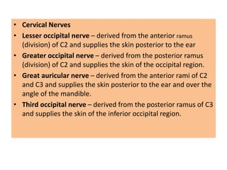 • Cervical Nerves
• Lesser occipital nerve – derived from the anterior ramus
(division) of C2 and supplies the skin posterior to the ear
• Greater occipital nerve – derived from the posterior ramus
(division) of C2 and supplies the skin of the occipital region.
• Great auricular nerve – derived from the anterior rami of C2
and C3 and supplies the skin posterior to the ear and over the
angle of the mandible.
• Third occipital nerve – derived from the posterior ramus of C3
and supplies the skin of the inferior occipital region.
 