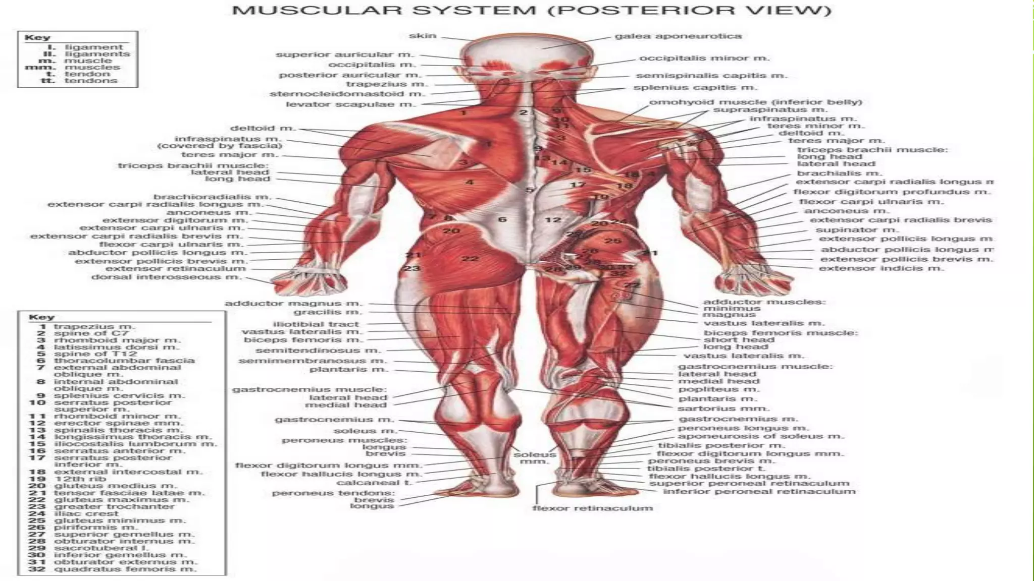 Muscle Orgin Example Muscle Origins and Insertion | PPTX