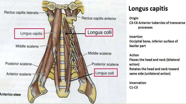Muscle Origins and Insertion