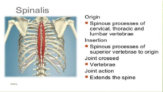Muscle Origins and Insertion