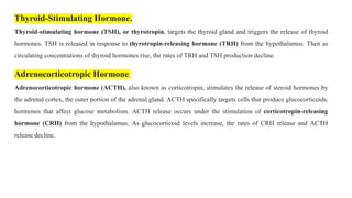 Thyroid-Stimulating Hormone.
Thyroid-stimulating hormone (TSH), or thyrotropin, targets the thyroid gland and triggers the release of thyroid
hormones. TSH is released in response to thyrotropin-releasing hormone (TRH) from the hypothalamus. Then as
circulating concentrations of thyroid hormones rise, the rates of TRH and TSH production decline.
Adrenocorticotropic Hormone.
Adrenocorticotropic hormone (ACTH), also known as corticotropin, stimulates the release of steroid hormones by
the adrenal cortex, the outer portion of the adrenal gland. ACTH specifically targets cells that produce glucocorticoids,
hormones that affect glucose metabolism. ACTH release occurs under the stimulation of corticotropin-releasing
hormone (CRH) from the hypothalamus. As glucocorticoid levels increase, the rates of CRH release and ACTH
release decline.
 