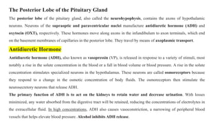 The Posterior Lobe of the Pituitary Gland
The posterior lobe of the pituitary gland, also called the neurohypophysis, contains the axons of hypothalamic
neurons. Neurons of the supraoptic and paraventricular nuclei manufacture antidiuretic hormone (ADH) and
oxytocin (OXT), respectively. These hormones move along axons in the infundibulum to axon terminals, which end
on the basement membranes of capillaries in the posterior lobe. They travel by means of axoplasmic transport.
Antidiuretic Hormone
Antidiuretic hormone (ADH), also known as vasopressin (VP), is released in response to a variety of stimuli, most
notably a rise in the solute concentration in the blood or a fall in blood volume or blood pressure. A rise in the solute
concentration stimulates specialized neurons in the hypothalamus. These neurons are called osmoreceptors because
they respond to a change in the osmotic concentration of body fluids. The osmoreceptors then stimulate the
neurosecretory neurons that release ADH.
The primary function of ADH is to act on the kidneys to retain water and decrease urination. With losses
minimized, any water absorbed from the digestive tract will be retained, reducing the concentrations of electrolytes in
the extracellular fluid. In high concentrations, ADH also causes vasoconstriction, a narrowing of peripheral blood
vessels that helps elevate blood pressure. Alcohol inhibits ADH release.
 
