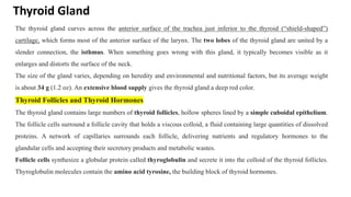Thyroid Gland
The thyroid gland curves across the anterior surface of the trachea just inferior to the thyroid (“shield-shaped”)
cartilage, which forms most of the anterior surface of the larynx. The two lobes of the thyroid gland are united by a
slender connection, the isthmus. When something goes wrong with this gland, it typically becomes visible as it
enlarges and distorts the surface of the neck.
The size of the gland varies, depending on heredity and environmental and nutritional factors, but its average weight
is about 34 g (1.2 oz). An extensive blood supply gives the thyroid gland a deep red color.
Thyroid Follicles and Thyroid Hormones
The thyroid gland contains large numbers of thyroid follicles, hollow spheres lined by a simple cuboidal epithelium.
The follicle cells surround a follicle cavity that holds a viscous colloid, a fluid containing large quantities of dissolved
proteins. A network of capillaries surrounds each follicle, delivering nutrients and regulatory hormones to the
glandular cells and accepting their secretory products and metabolic wastes.
Follicle cells synthesize a globular protein called thyroglobulin and secrete it into the colloid of the thyroid follicles.
Thyroglobulin molecules contain the amino acid tyrosine, the building block of thyroid hormones.
 