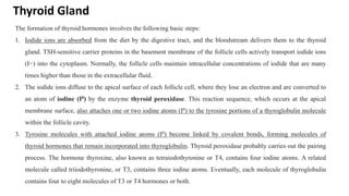 Thyroid Gland
The formation of thyroid hormones involves the following basic steps:
1. Iodide ions are absorbed from the diet by the digestive tract, and the bloodstream delivers them to the thyroid
gland. TSH-sensitive carrier proteins in the basement membrane of the follicle cells actively transport iodide ions
(I−) into the cytoplasm. Normally, the follicle cells maintain intracellular concentrations of iodide that are many
times higher than those in the extracellular fluid.
2. The iodide ions diffuse to the apical surface of each follicle cell, where they lose an electron and are converted to
an atom of iodine (I0) by the enzyme thyroid peroxidase. This reaction sequence, which occurs at the apical
membrane surface, also attaches one or two iodine atoms (I0) to the tyrosine portions of a thyroglobulin molecule
within the follicle cavity.
3. Tyrosine molecules with attached iodine atoms (I0) become linked by covalent bonds, forming molecules of
thyroid hormones that remain incorporated into thyroglobulin. Thyroid peroxidase probably carries out the pairing
process. The hormone thyroxine, also known as tetraiodothyronine or T4, contains four iodine atoms. A related
molecule called triiodothyronine, or T3, contains three iodine atoms. Eventually, each molecule of thyroglobulin
contains four to eight molecules of T3 or T4 hormones or both.
 