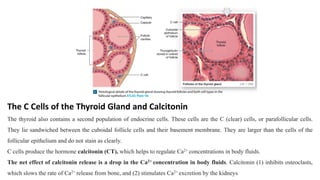 The C Cells of the Thyroid Gland and Calcitonin
The thyroid also contains a second population of endocrine cells. These cells are the C (clear) cells, or parafollicular cells.
They lie sandwiched between the cuboidal follicle cells and their basement membrane. They are larger than the cells of the
follicular epithelium and do not stain as clearly.
C cells produce the hormone calcitonin (CT), which helps to regulate Ca2+ concentrations in body fluids.
The net effect of calcitonin release is a drop in the Ca2+ concentration in body fluids. Calcitonin (1) inhibits osteoclasts,
which slows the rate of Ca2+ release from bone, and (2) stimulates Ca2+ excretion by the kidneys
 