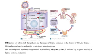 TSH plays a key role in both the synthesis and the release of thyroid hormones. In the absence of TSH, the thyroid
follicles become inactive, and neither synthesis nor secretion occurs.
TSH binds to plasma membrane receptors and, by stimulating adenylate cyclase, it activates key enzymes involved in
thyroid hormone production
 