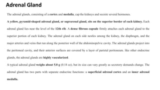 Adrenal Gland
The adrenal glands, consisting of a cortex and medulla, cap the kidneys and secrete several hormones.
A yellow, pyramid-shaped adrenal gland, or suprarenal gland, sits on the superior border of each kidney. Each
adrenal gland lies near the level of the 12th rib. A dense fibrous capsule firmly attaches each adrenal gland to the
superior portion of each kidney. The adrenal gland on each side nestles among the kidney, the diaphragm, and the
major arteries and veins that run along the posterior wall of the abdominopelvic cavity. The adrenal glands project into
the peritoneal cavity, and their anterior surfaces are covered by a layer of parietal peritoneum. like other endocrine
glands, the adrenal glands are highly vascularized.
A typical adrenal gland weighs about 5.0 g (0.18 oz), but its size can vary greatly as secretory demands change. The
adrenal gland has two parts with separate endocrine functions: a superficial adrenal cortex and an inner adrenal
medulla.
 