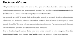The Adrenal Cortex
The yellowish color of the adrenal cortex is due to stored lipids, especially cholesterol and various fatty acids. The
adrenal cortex produces more than two dozen steroid hormones. They are collectively called corticosteroids. In the
bloodstream, these hormones are bound to transport proteins called transcortins.
Corticosteroids are vital. If the adrenal glands are destroyed or removed, the person will die unless corticosteroids are
administered. like other steroid hormones, corticosteroids exert their effects by turning on transcription of certain
genes in the nuclei of their target cells and determining their transcription rates. The resulting changes in the nature
and concentration of enzymes in the cytoplasm affect cellular metabolism.
Deep to the adrenal capsule are three distinct zones in the adrenal cortex: (1) an outer zona glomerulosa; (2) a
middle zona fasciculata; and (3) an inner zona reticularis. Each zone synthesizes specific steroid hormones.
 