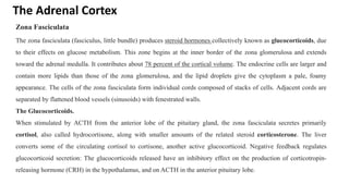 The Adrenal Cortex
Zona Fasciculata
The zona fasciculata (fasciculus, little bundle) produces steroid hormones collectively known as glucocorticoids, due
to their effects on glucose metabolism. This zone begins at the inner border of the zona glomerulosa and extends
toward the adrenal medulla. It contributes about 78 percent of the cortical volume. The endocrine cells are larger and
contain more lipids than those of the zona glomerulosa, and the lipid droplets give the cytoplasm a pale, foamy
appearance. The cells of the zona fasciculata form individual cords composed of stacks of cells. Adjacent cords are
separated by flattened blood vessels (sinusoids) with fenestrated walls.
The Glucocorticoids.
When stimulated by ACTH from the anterior lobe of the pituitary gland, the zona fasciculata secretes primarily
cortisol, also called hydrocortisone, along with smaller amounts of the related steroid corticosterone. The liver
converts some of the circulating cortisol to cortisone, another active glucocorticoid. Negative feedback regulates
glucocorticoid secretion: The glucocorticoids released have an inhibitory effect on the production of corticotropin-
releasing hormone (CRH) in the hypothalamus, and on ACTH in the anterior pituitary lobe.
 