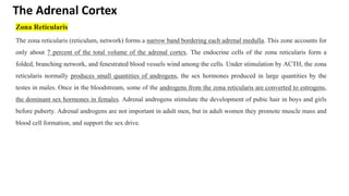 The Adrenal Cortex
Zona Reticularis
The zona reticularis (reticulum, network) forms a narrow band bordering each adrenal medulla. This zone accounts for
only about 7 percent of the total volume of the adrenal cortex. The endocrine cells of the zona reticularis form a
folded, branching network, and fenestrated blood vessels wind among the cells. Under stimulation by ACTH, the zona
reticularis normally produces small quantities of androgens, the sex hormones produced in large quantities by the
testes in males. Once in the bloodstream, some of the androgens from the zona reticularis are converted to estrogens,
the dominant sex hormones in females. Adrenal androgens stimulate the development of pubic hair in boys and girls
before puberty. Adrenal androgens are not important in adult men, but in adult women they promote muscle mass and
blood cell formation, and support the sex drive.
 