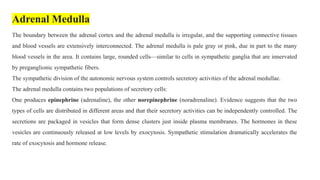 Adrenal Medulla
The boundary between the adrenal cortex and the adrenal medulla is irregular, and the supporting connective tissues
and blood vessels are extensively interconnected. The adrenal medulla is pale gray or pink, due in part to the many
blood vessels in the area. It contains large, rounded cells—similar to cells in sympathetic ganglia that are innervated
by preganglionic sympathetic fibers.
The sympathetic division of the autonomic nervous system controls secretory activities of the adrenal medullae.
The adrenal medulla contains two populations of secretory cells:
One produces epinephrine (adrenaline), the other norepinephrine (noradrenaline). Evidence suggests that the two
types of cells are distributed in different areas and that their secretory activities can be independently controlled. The
secretions are packaged in vesicles that form dense clusters just inside plasma membranes. The hormones in these
vesicles are continuously released at low levels by exocytosis. Sympathetic stimulation dramatically accelerates the
rate of exocytosis and hormone release.
 
