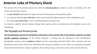 Anterior Lobe of Pituitary Gland
The anterior lobe of the pituitary gland, also called the adenohypophysis, contains a variety of endocrine cells. The
anterior lobe has three regions:
1. the pars distalis (distal part), the largest and most anterior portion of the pituitary gland;
2. an extension called the pars tuberalis, which wraps around the adjacent portion of the infundibulum; and
3. the slender pars intermedia, a narrow band bordering the posterior lobe.
An extensive capillary network radiates through these regions, giving everyendocrine cell immediate access to the
bloodstream.
The Hypophyseal Portal system
The hypothalamus controls the production of hormones in the anterior lobe of the pituitary gland by secreting
specific regulatory hormones. At the median eminence, a swelling near the attachment of the infundibulum,
hypothalamic neurons release regulatory factors into the surrounding interstitial fluids. Their secretions enter the
bloodstream quite easily, because the endothelial cells lining the capillaries in this region are unusually permeable.
These fenestrated (fenestra, window) capillaries allow relatively large molecules to enter or leave the bloodstream.
 