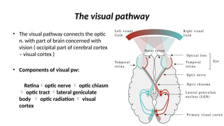 Anatomy Golis university.pptxnannansnjjzjjz | PPTX