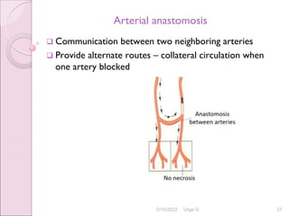 Anatomy Great blood vessels.pdf