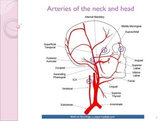 Anatomy Great blood vessels.pdf
