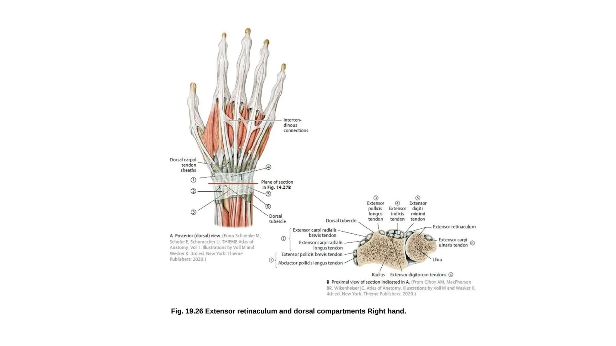 Gross anatomy of the hand with diagrams pptx