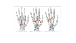 Gross anatomy of the hand with diagrams.pptx