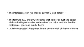 Gross anatomy of the hand with diagrams.pptx
