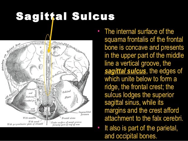 Anatomy head