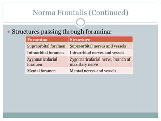 Norma Frontalis (Continued)
 Structures passing through foramina:
Foramina Structure
Supraorbital foramen Supraorbital nerves and vessels
Infraorbital foramen Infraorbital nerves and vessels
Zygomaticofacial
foramen
Zygomaticofacial nerve, branch of
maxillary nerve
Mental foramen Mental nerves and vessels
 