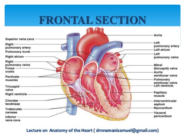 Anatomy Of The Heart