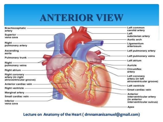 Anatomy of the Heart Anatomy of the Heart