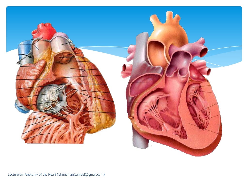 Anatomy of the Heart