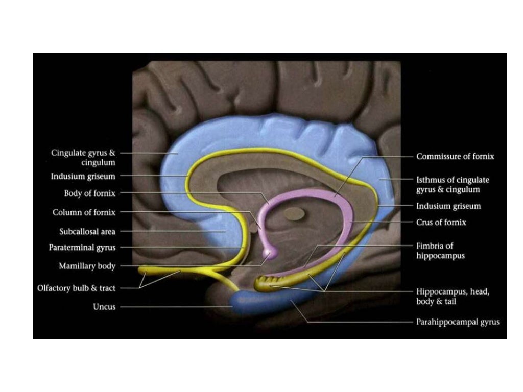Anatomy of hippocampus ( radiology ) Biology Diagrams