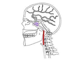 Ica Path The Path Of The Internal Carotid Artery Clinical Anatomy