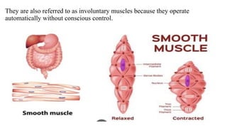 ANATOMY IN MUSCULAR SYSTEMS 01-1. pptx | PPTX
