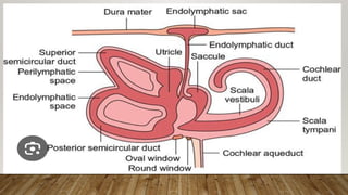 Endolymph Labyrinth ANATOMY INNER EAR pg level ms ent . pptx | PPTX
