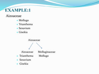 EXAMPLE:1
Aizoaceae
 Mollugo
 Trianthema
 Sesuvium
 Gisekia
Aizoaceae
Aizoaceae Molluginaceae
 Trianthema Mollugo
 Sesuvium
 Gisekia
 
